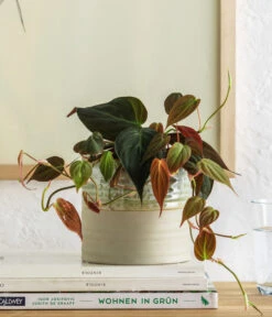 Baumfreund - Philodendron Scandens 'Micans' -Gardena Store 8744559 WE MO 001 PhilodendronScandensMicans