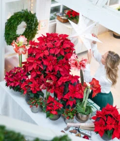 Amaryllis - Hippeastrum-Hybride -Gardena Store 874704 WE MO 001 WeihnachtsblueherRot