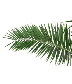 XXL Kanarische Dattelpalme, Ca. 170 Cm -Gardena Store 8753063 PR DE 001 XXLKanarischeDattelpalme70L