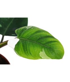 Baumfreund - Philodendron 'White Princess' -Gardena Store 8763815 WE DE 001 PhilodendronWhitePrincessT17