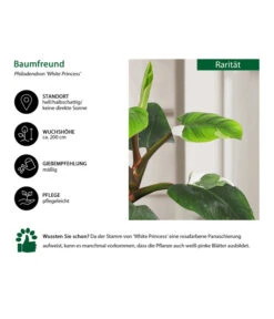 Baumfreund - Philodendron 'White Princess' -Gardena Store 8763815 WE IG 002 BaumfreundPhilodendronWhitePrincess