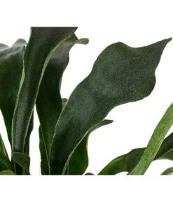 Geweihfarn - Platycerium Bifurcatum -Gardena Store 8764888 WE DE 002 PlatyceriumBifurcatumT12