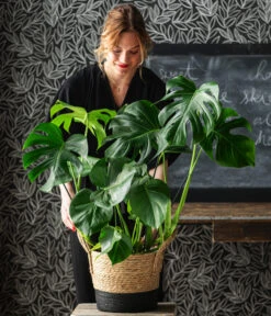 Fensterblatt - Monstera Deliciosa -Gardena Store 8773137 6904783 WE MO 001 UrbanGreen