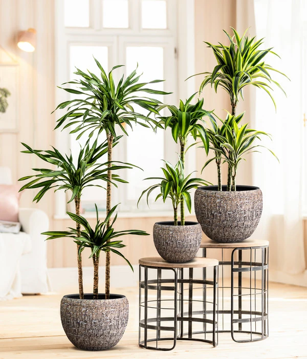 Drachenbaum - Dracaena Fragrans 'Rikki' 3 Drachenbaum - Dracaena Fragrans 'Rikki' – Bild 3