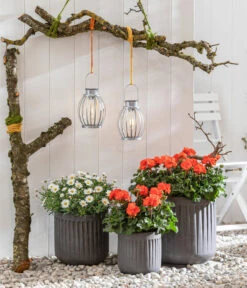 Margerite, Weiß -Gardena Store 8803660 8813206 WE MO 001 MargeriteWeiss GeranieOrange GC05 2022 01