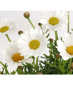 Margerite, Weiß -Gardena Store 8803660 PR DE 001 MargeritenWeissT11DehnerExpressHerzig