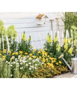 Studentenblume, Großblumig, Verschiedene Sorten -Gardena Store 8803926 WE MO 001 AntirrhinumMSanvitaliaTagetesBractheantha2021GC09