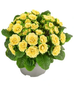 Beet- & Balkonpflanzen-Set Gelber Frühling, 6-teilig -Gardena Store 8806606 WE FS 003 RosenprimelGelbT12