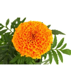 Studentenblume, Großblumig, Verschiedene Sorten -Gardena Store 8807117 WE DE 001 TagetesGrossblumigStudentenblumeT9