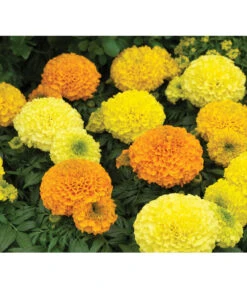 Studentenblume, Großblumig, Verschiedene Sorten -Gardena Store 8807117 WE DE 002 AntiguaYellowMoonstruckDeepOrangeSyngenta