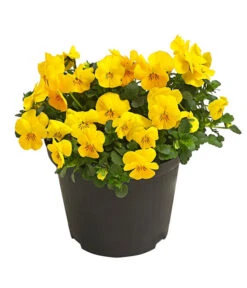 Beet- & Balkonpflanzen-Set Gelber Frühling, 6-teilig -Gardena Store 8808214 WE FS 001 ViolaCornutaHornveilchenT14TESTZOOM1107x1106