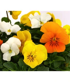 Hornveilchen-Trio, Weiß/gelb/orange -Gardena Store 8808321 WE DE 002 ViolaCornutaHornveilchenTrioT13