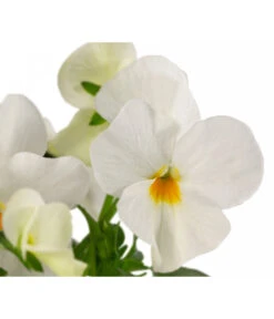 Beet- & Balkonpflanzen-Set Weißer Frühling, 6-teilig -Gardena Store 8808685 WE DE 002 ViolaCornutaWeiss