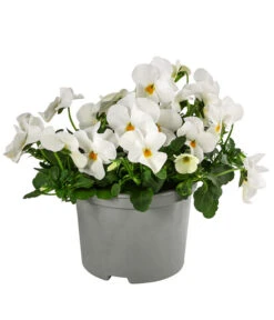 Beet- & Balkonpflanzen-Set Weißer Frühling, 6-teilig -Gardena Store 8808685 WE FS ViolaCornutaWeissGelb