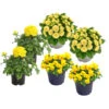 Beet- & Balkonpflanzen-Set Gelber Frühling, 6-teilig