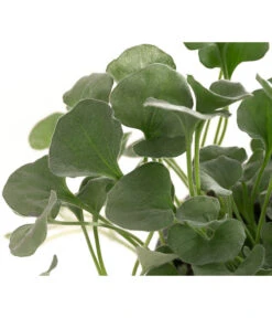 Silberregen -Gardena Store 8809550 WE DE 002 DichondraSilberregenT11