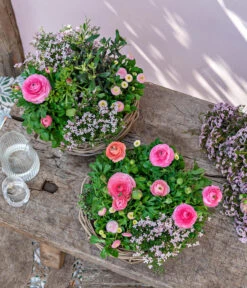 Rote Korallenraute -Gardena Store 8809857 WE MO 001 FrueheFarbefuersZuhauseRosa