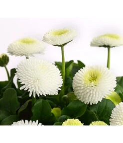 Beet- & Balkonpflanzen-Set Weißer Frühling, 6-teilig -Gardena Store 8810079 PR DE 003 BellisGefuelltT11DehnerExpressHerzig
