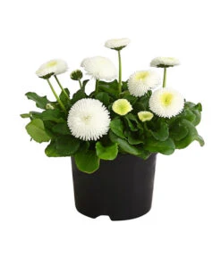 Beet- & Balkonpflanzen-Set Weißer Frühling, 6-teilig -Gardena Store 8810079 PR FS 003 BellisGefuelltT11DehnerExpressHerzig