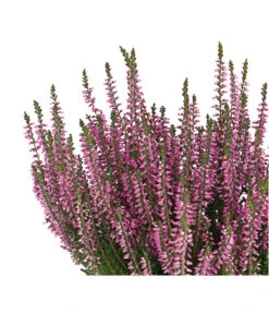 Knospenheide 'Hilda®' -Gardena Store 8810319 PR DE 002 CallunaHildaKnospenblueherT10DehnerExpressHerzig