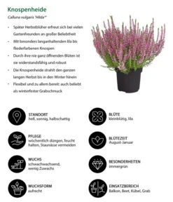 Knospenheide 'Hilda®' -Gardena Store 8810319 WE IG 001 Knospenheide