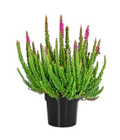 Knospenheide 'Skyline®'