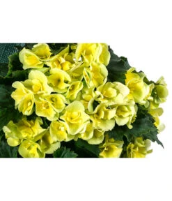 Wandhänger Mit Hängebegonien, Verschiedene Sorten -Gardena Store 8810988 WE DE 001 HaengebegonieWandhaengergelb