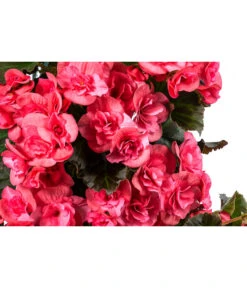 Wandhänger Mit Hängebegonien, Verschiedene Sorten -Gardena Store 8810988 WE DE 001 HaengebegonieWandhaengerrosa