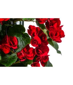 Wandhänger Mit Hängebegonien, Verschiedene Sorten -Gardena Store 8810988 WE DE 001 HaengebegonieWandhaengerrot