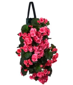 Wandhänger Mit Hängebegonien, Verschiedene Sorten -Gardena Store 8810988 WE FS 001 HaengebegonieWandhaengerrosa