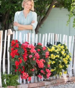 Wandhänger Mit Hängebegonien, Verschiedene Sorten -Gardena Store 8810988 WE MO 001 BegoniaWandhaenger