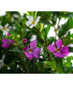 Köcherblümchen-Duo -Gardena Store 8811358 WE DE 001 CupheaHyssopifTwinT11