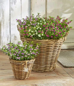 Köcherblümchen-Duo -Gardena Store 8811366 WE MO 001 KoecherbluemchenCupheaHyssopifoliaFlorygloryT12