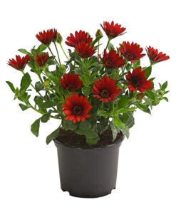 Kapkörbchen, Verschiedene Farben -Gardena Store 8812083 WE FS 006 KapkoerbchenOsteospermumCultivarsT12OWDehnerExpressHerzig