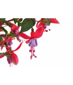 Fuchsie, Stehend, Verschiedene Farben -Gardena Store 8812505 WE DE 001 FuchsiaFuchsiestehendT12