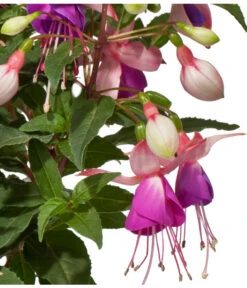 Fuchsie, Stehend, Verschiedene Farben -Gardena Store 8812505 WE DE 001 FuchsieStehendDehnerExpressWunderlich