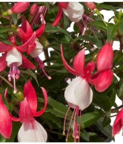 Fuchsie, Stehend, Verschiedene Farben -Gardena Store 8812505 WE DE 002 Fuchsia DehnerExpressWunderlich
