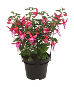 Fuchsie, Stehend, Verschiedene Farben -Gardena Store 8812505 WE FS 001 FuchsiaFuchsiestehendT12