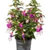 Fuchsie, Stehend, Verschiedene Farben