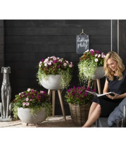 Silberregen -Gardena Store 8814634 WE MO 003 ImpatiensNeuGuineaDichondraCelosiaVenezuela2021GC15