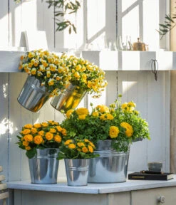 Beet- & Balkonpflanzen-Set Gelber Frühling, 6-teilig -Gardena Store 8815011 8808214 8806606 WE MO 001 RanunkelHornveilchenRosenprimel