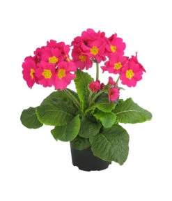 Stängelprimel, Verschiedene Farben -Gardena Store 8816498 PR FS 002 StaengelprimelPrimulaElatiorT12DehnerExpressHerzig