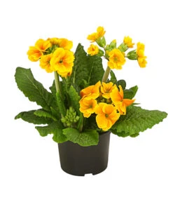 Stängelprimel, Verschiedene Farben -Gardena Store 8816498 PR FS 003 StaengelprimelPrimulaElatiorT12DehnerHerzig