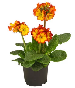 Stängelprimel, Verschiedene Farben -Gardena Store 8816498 PR FS 004 StaengelprimelPrimulaElatiorT12DehnerHerzig