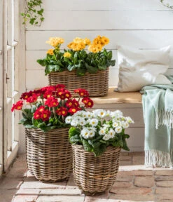 Stängelprimel, Verschiedene Farben -Gardena Store 8816498 WE MO 001 StaengelprimelPrimulaElatiorT12BL02