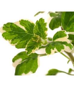 Weihrauch -Gardena Store 8817157 WE DE 002 WeihrauchT11