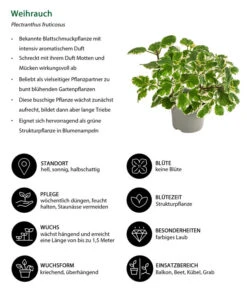 Weihrauch -Gardena Store 8817157 WE IG 001 Weihrauch