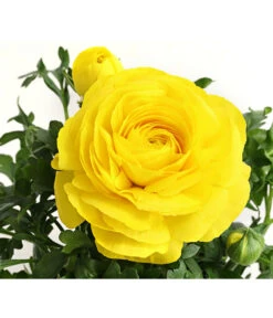 Beet- & Balkonpflanzen-Set Gelber Frühling, 6-teilig -Gardena Store 8817355 PR DE 002 RanunkelnT11DehnerExpressHerzig