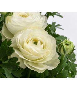 Beet- & Balkonpflanzen-Set Weißer Frühling, 6-teilig -Gardena Store 8817355 WE DE 001 RanunkelnT11Weiss