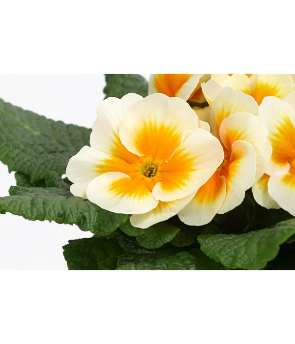 Primel In Sonderfarben, Verschiedene Sorten 6 Primel In Sonderfarben, Verschiedene Sorten – Bild 6